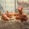 Electric Fence Energiser & Poultry Netting 50m Roll Fencing Battery Powered Controller 10KM Range Chicken Hen Turkey Net Mesh 11 Wires 120cm High 14 Double Spikes Repair Kit Ground Spikes Earth Stake