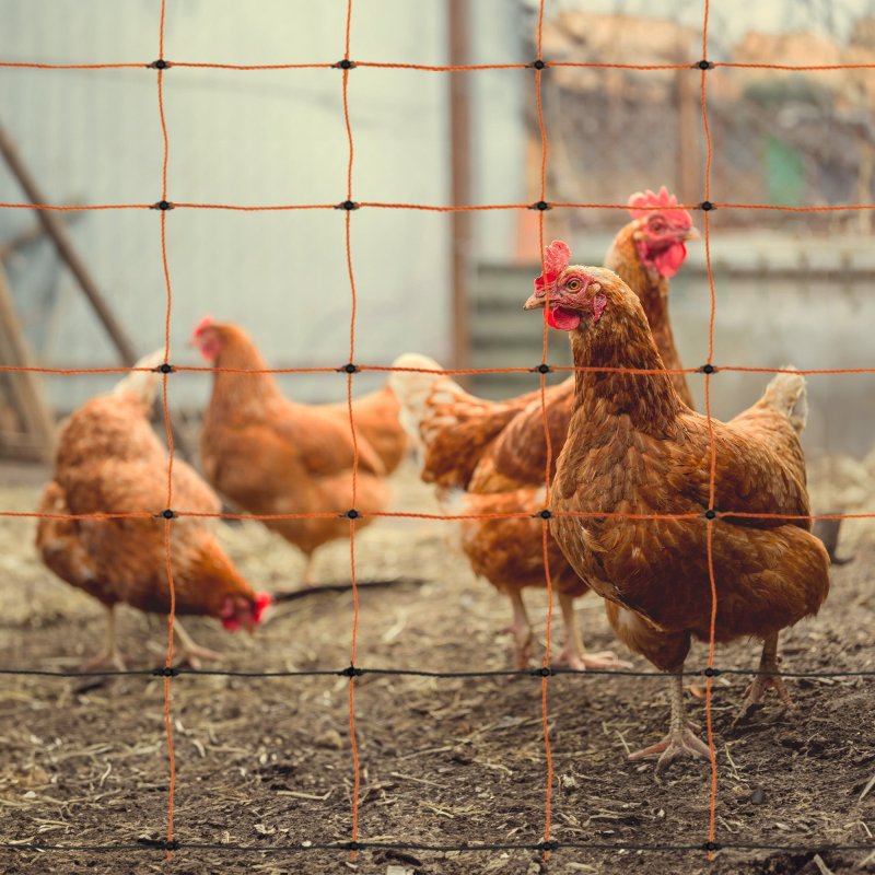 Electric Poultry Netting 50m Roll Fencing Fence & Posts Conductive Hotline Hot Gate Chicken Hen Geese Turkey Net Mesh 11 Wires 120cm 1.2m High 14 Double Spikes FREE Repair Kit & 10 Ground Spikes