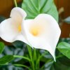 HOMCOM Set of 2 Artificial Realistic Calla Lily Flower, Faux Decorative Plant in Nursery Pot for Indoor Outdoor Decor, 55cm