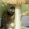 PawHut 51cm Cat Tree, Kitty Activity Center, Cat Climbing Toy, Cat Tower w/ Cattail Bed, Toy Ball, Scratching Post - Beige