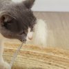 PawHut Cat Scratching Post, 49cm Cat Scratcher with Sisal Post, Interactive Track Ball Toy, Self Grooming Brush, Hanging Toy Ball, Feather, 5 in 1 Small Kitten Cat Scratch post, Oak Tone