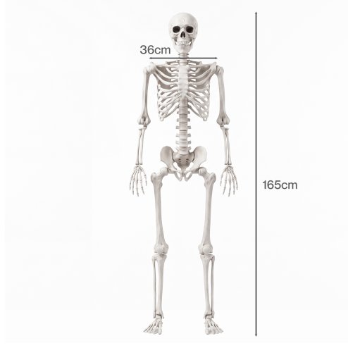 Yezi Halloween Skeleton Life Size Posable Jointed Decoration Haunted House White